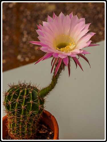93: 200428-101452_Echinopsis<br>28-04-2020