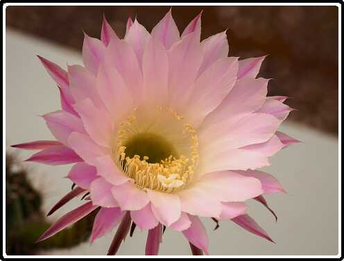 95: 200428-101507_Echinopsis<br>28-04-2020