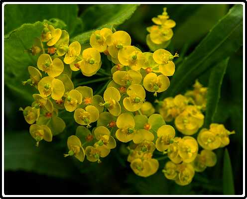 109: 200429-184439_Tuin<br>29-04-2020