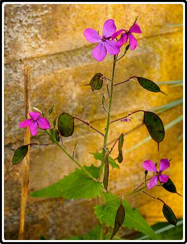 194: 200429-184610_Tuin<br>29-04-2020