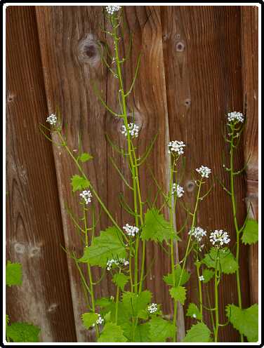 247: 200429-191402_Tuin<br>29-04-2020