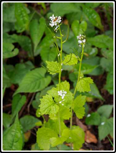 246: 200429-191918_Tuin<br>29-04-2020