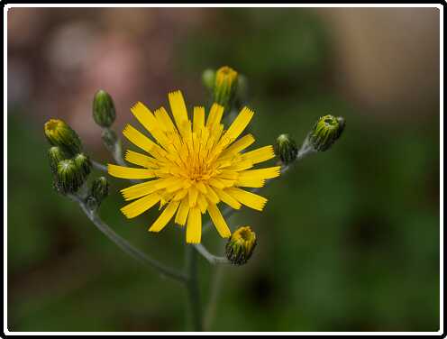 141: 200510-110823_Tuin<br>10-05-2020