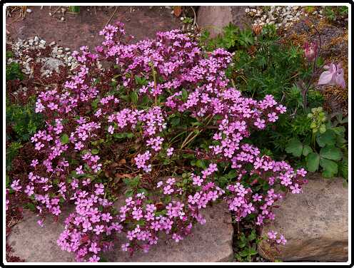 348: 200510-110856_Tuin<br>10-05-2020