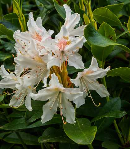 311: 200510-111553_Tuin<br>Rhododendron