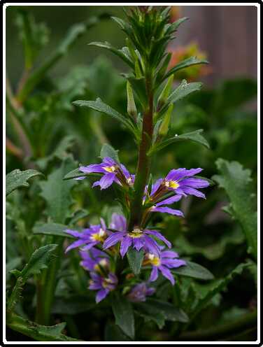 352: 200510-111639_Tuin<br>10-05-2020