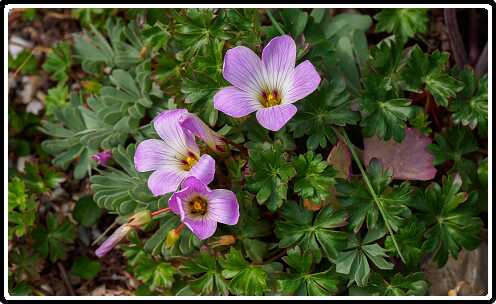 205: 200510-115537_Tuin<br>10-05-2020