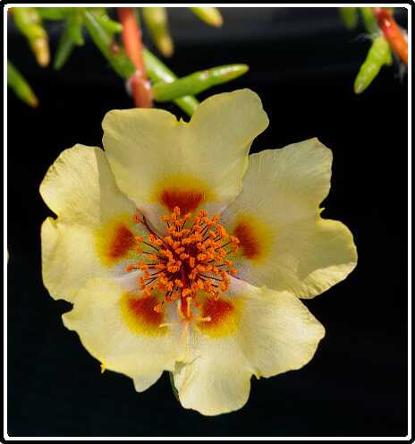 300: 200627-104359_OnzeTuin<br>27-06-2020