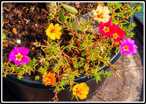 299: 200627-104437_OnzeTuin<br>27-06-2020