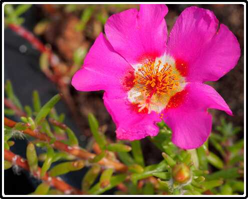 301: 200627-104656_OnzeTuin<br>27-06-2020