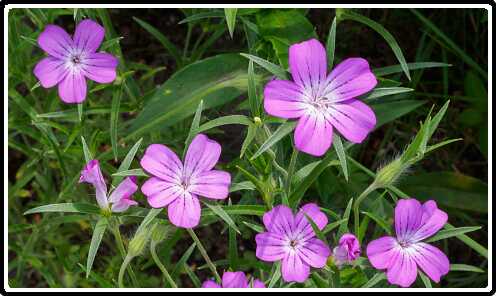 55: 200721-150116_naamloos<br>21-07-2020