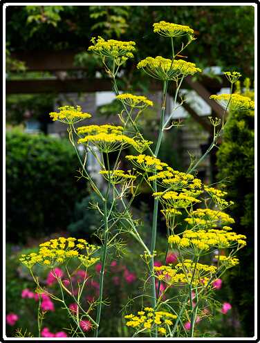 412: 200729-110311_Venkel<br>29-07-2020