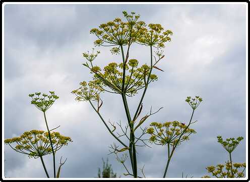 413: 200729-114451_Venkel<br>29-07-2020