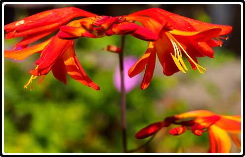 80: 200804-115623_Crocosmia<br>04-08-2020