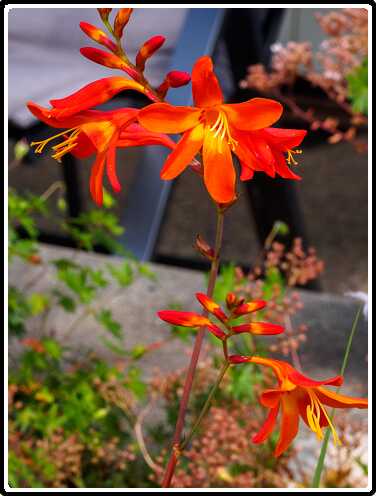78: 200804-115831_Crocosmia<br>04-08-2020