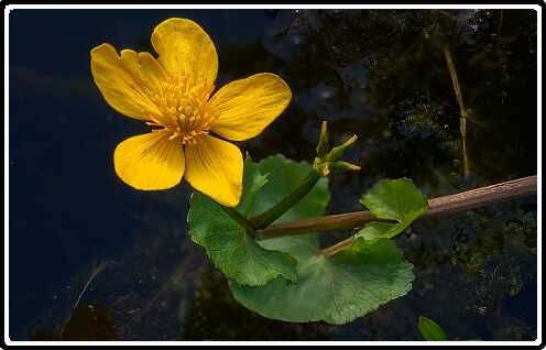 88: 210514-195349_Vijver-bewerkt<br>14-05-2021