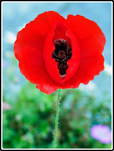 203: 210605-131945_Tuin-bewerkt<br>05-06-2021