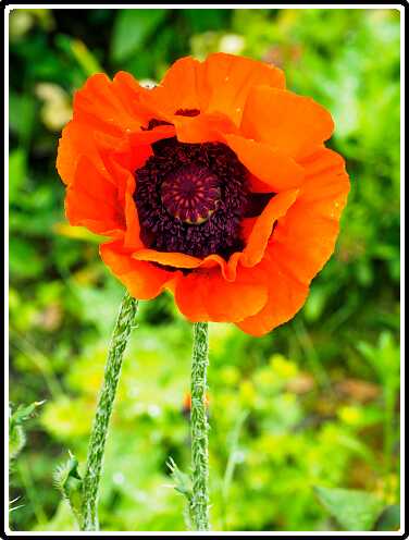 204: 210605-132135_Tuin-bewerkt<br>05-06-2021