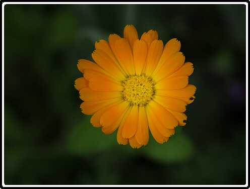 134: 210605-132356_Tuin-bewerkt<br>05-06-2021