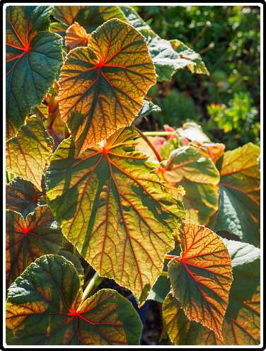 39: 220819-101904_begonia<br>19-08-2022