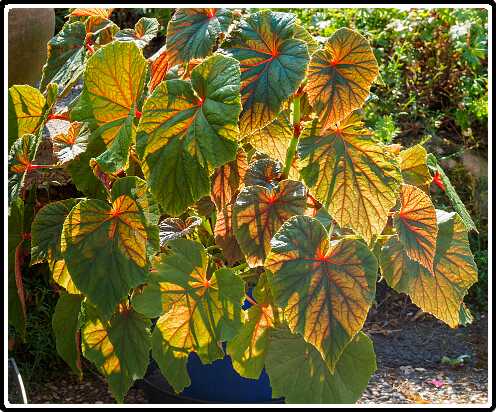 40: 220819-102902_begonia-HDR<br>19-08-2022