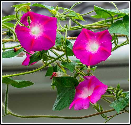 188: 220907-105010_bloemen<br>07-09-2022