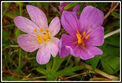 160: 220914-110735_HefstStyloos<br>14-09-2022