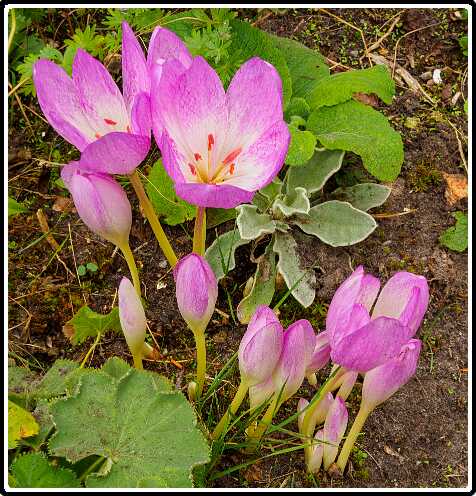 161: 220914-111040_Hrfststyloos<br>14-09-2022