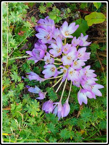 163: 220922-140912_HefstStyloos<br>22-09-2022