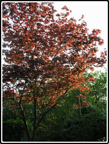 3: AcerAP4231023<br>23-04-2003