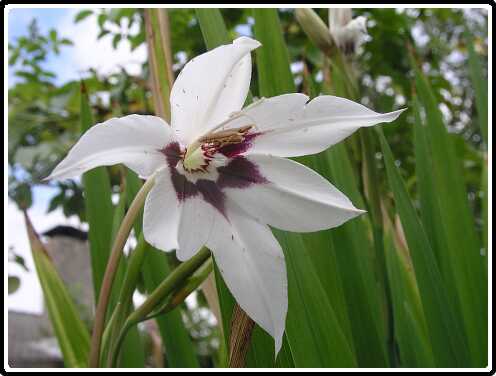 6: AcidantheraP8262756<br>26-08-2003