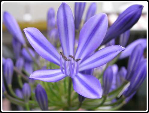 7: AgapanthusP7132388<br>13-07-2003