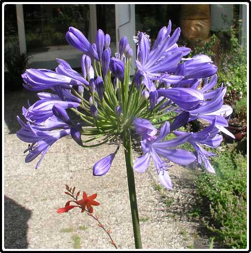 8: AgapanthusP7192390<br>19-07-2003