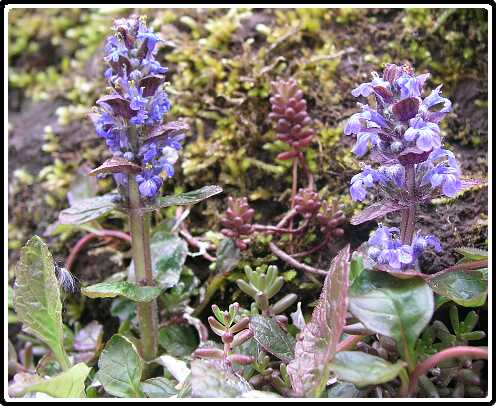 10: AjugaP4301121<br>30-04-2003