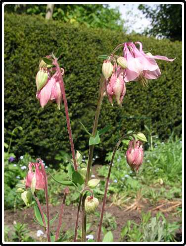 11: AkeleiPA5071254<br>07-05-2003