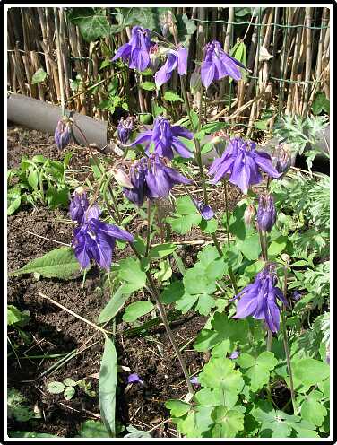 15: AkeleiPB5071250<br>07-05-2003