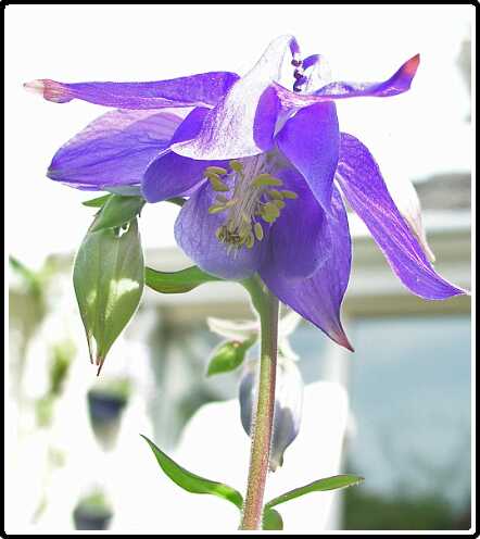 12: AkeleiPC5071244<br>07-05-2003