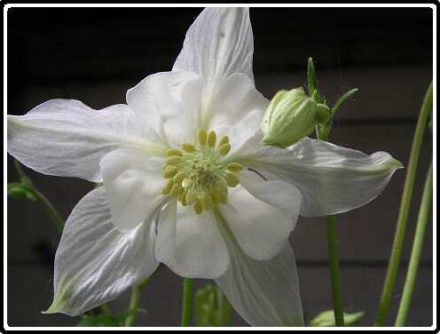 14: AkeleiPE5041192<br>04-05-2003