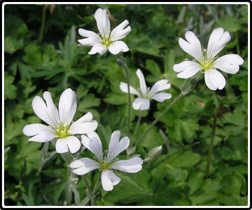 16: AkkerhoornbloemP5111295<br>11-05-2003