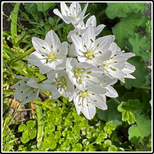 18: Allium_neopolitanum-1