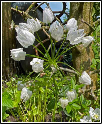 19: Allium_neopolitanum-2<br>14-05-2023