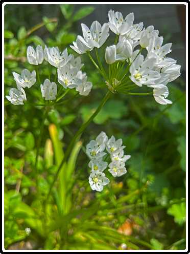 17: Allium_neopolitanum-3<br>14-05-2023