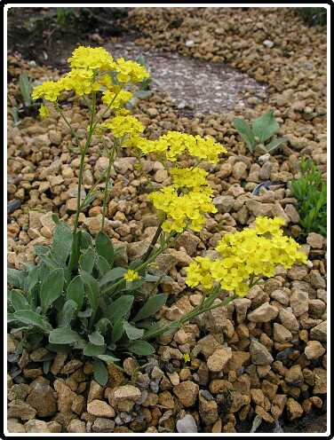 20: AlyssumP4301099<br>30-04-2003