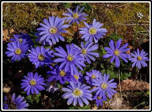 21: Annemonen_200405-134137<br>05-04-2020