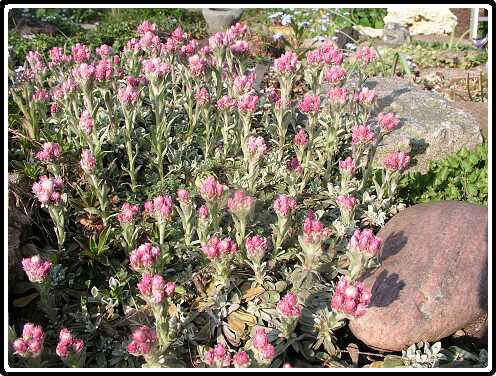 22: AntennariaP4230998<br>23-04-2003