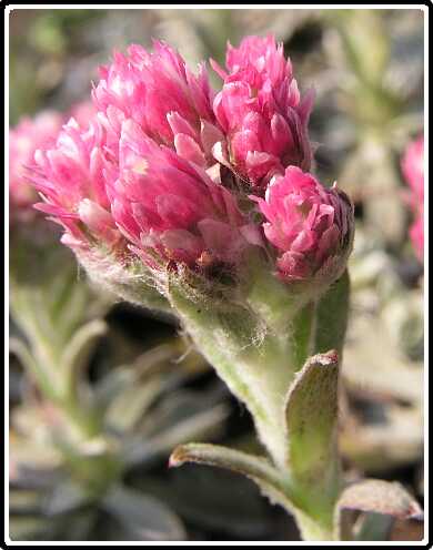 23: AntennariaP4230999<br>23-04-2003