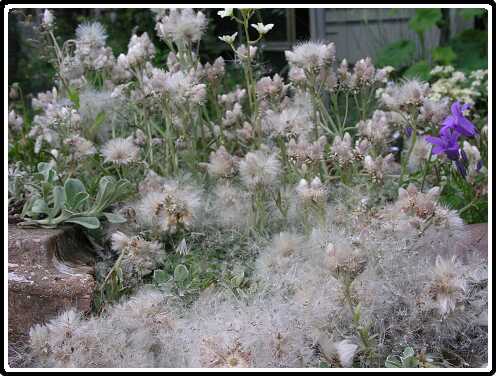 24: AntennariaP5291434<br>29-05-2003