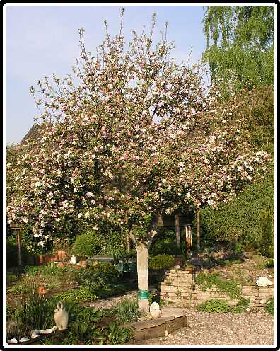 25: AppelboomPA4241035<br>24-04-2003