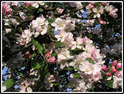 26: AppelboomPC4231012<br>23-04-2003