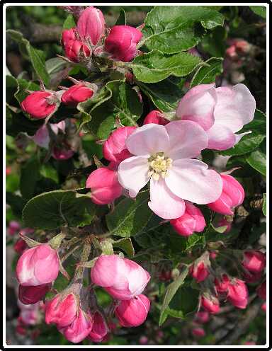 27: AppelboomPE4230969<br>23-04-2003